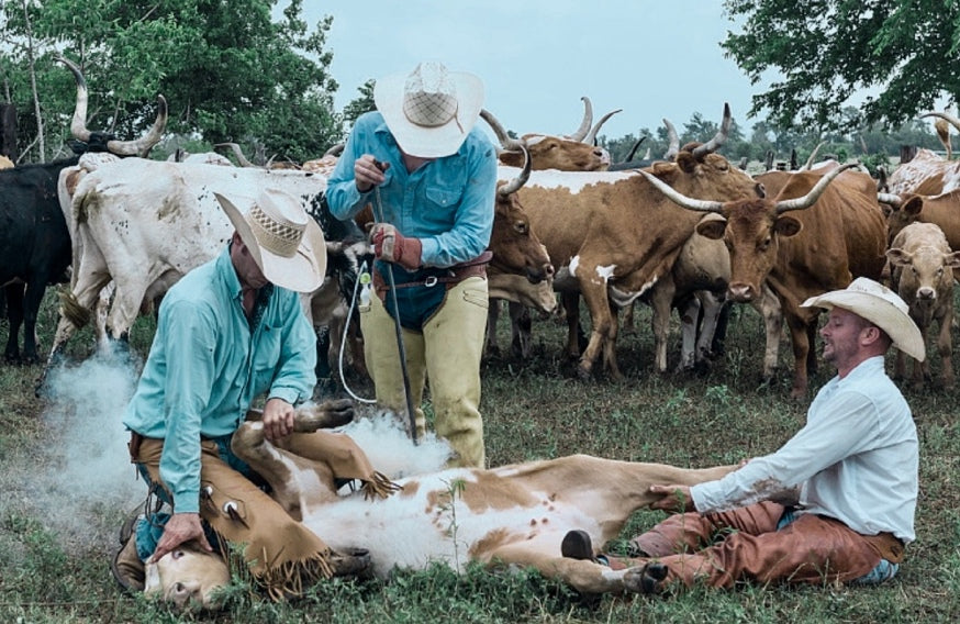 Shotgun Chaps by Saddle Barn in Size S, M, L, or XL